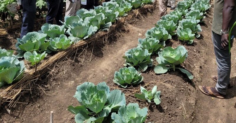 Food Security and Agriculture