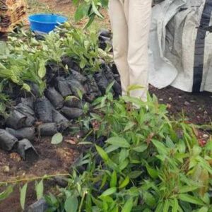 Environmental Protection